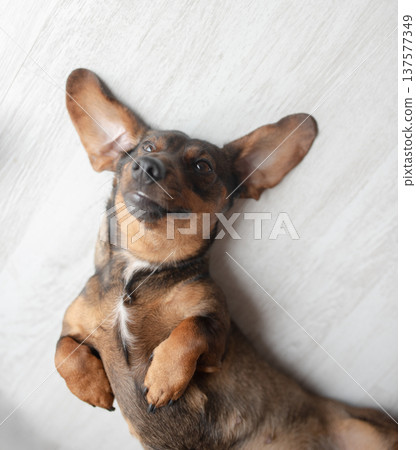 Playful brown dog with large ears lying on its back on a light wooden floor, showcasing a relaxed and joyful demeanor in a cozy indoor environment Playful brown dog with large ears lying on its back on a light wooden floor, showcasing a relaxed and joyful demeanor in a cozy indoor environment 137577349