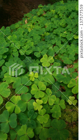 Phone photo of a lush green shamrock growing in a forest in Alsace. Close nature scene showing woodland flora, freshness, and seasonal greenery. 137577559