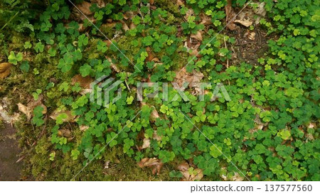 Phone photo of a lush green shamrock growing in a forest in Alsace. Close nature scene showing woodland flora, freshness, and seasonal greenery. 137577560