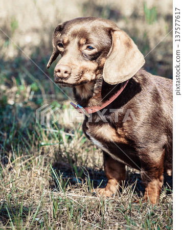 Little dog playing outside Little dog playing outside 137577617
