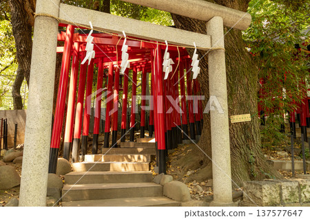 Nogi Shrine August grounds scenery 137577647