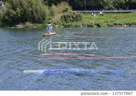 游泳在河的鯉魚飄帶 137577667