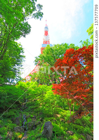 View of Tokyo Tower from Momiji Valley, Minato Ward, Tokyo View of Tokyo Tower from Momiji Valley, Minato Ward, Tokyo 137577709