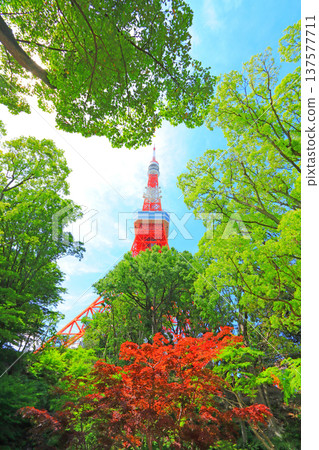 View of Tokyo Tower from Momiji Valley, Minato Ward, Tokyo View of Tokyo Tower from Momiji Valley, Minato Ward, Tokyo 137577711