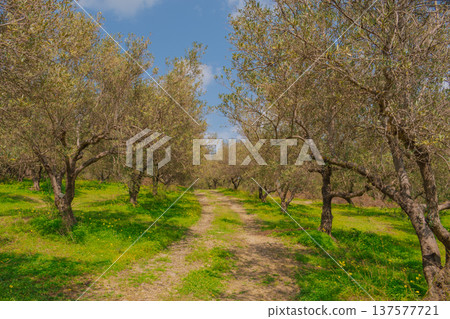 Mediterranean olive grove in spring with a dirt farm track leading through vibrant green grass and yellow flowers. Clear blue sky and rows of trees in soft sunlight 137577721