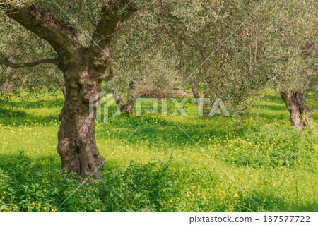 Close-up of a gnarled old olive tree trunk in a blooming spring garden. Textured bark rising from a lush green grass carpet with small yellow wildflowers in sunlight Close-up of a gnarled old olive tree trunk in a blooming spring garden. Textured bark rising from a lush green grass carpet with small yellow wildflowers in sunlight 137577722