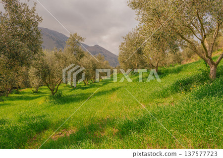 Scenic olive grove on a steep green hillside with mountains in the background. Spring Mediterranean landscape capturing traditional agriculture and rural beauty Scenic olive grove on a steep green hillside with mountains in the background. Spring Mediterranean landscape capturing traditional agriculture and rural beauty 137577723