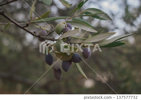 Ripe olives on an olive tree branch in autumn, ready for harvest season Ripe olives on an olive tree branch in autumn, ready for harvest season 137577732
