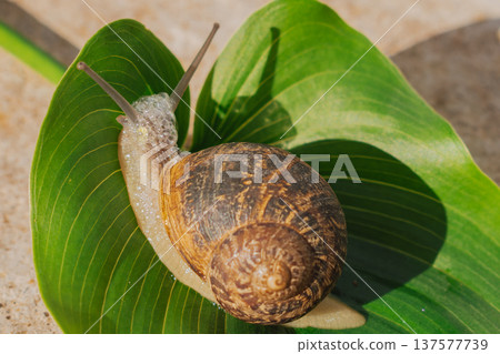 Macro shot of garden snail crawling on green calla lily leaf, close up view of mollusk with natural slime bubbles and spiral shell Macro shot of garden snail crawling on green calla lily leaf, close up view of mollusk with natural slime bubbles and spiral shell 137577739