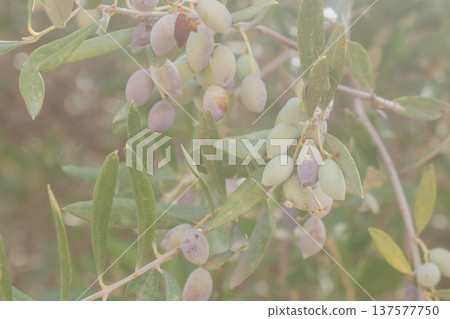 Ripe black olives on branch autumn harvest with purple fruits and silver leaves. Ripe black olives on branch autumn harvest with purple fruits and silver leaves. 137577750