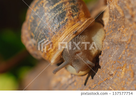 Macro view of garden snail suctioned to tree trunk, close up of mollusk shell with soft focus green leaves on background, ecology concept 137577754