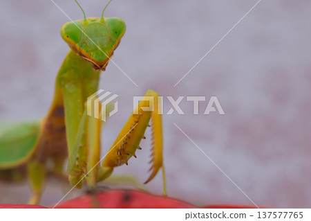 Green European mantis posing and smiling against the background of a red flower 137577765