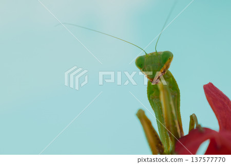 Green European mantis posing and smiling against the background of a red flower 137577770