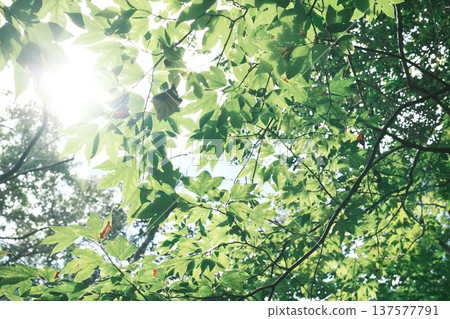 The soft green leaves of Shiromoji pine shining through the spring light The soft green leaves of Shiromoji pine shining through the spring light 137577791