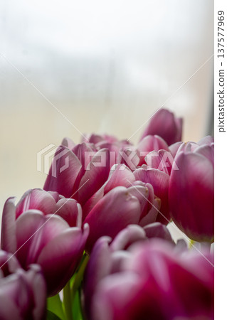 Pink tulip flower bouquet Sophisticated botanical photography showcasing textured tulip petals and intricate 137577969