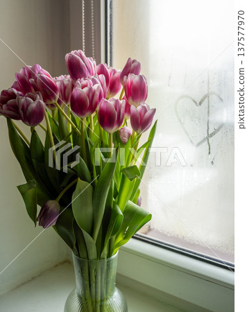 Pink tulip flower bouquet Quiet dawn light gently accentuates picturesque window filled with colorful tulips 137577970