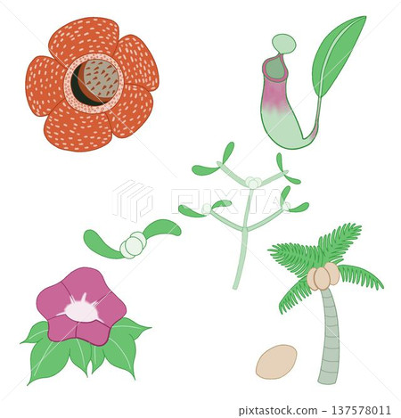 Unique plant illustrations from around the world 137578011