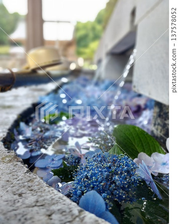 Summer: Hydrangeas in the water basin - a refreshing sight Summer: Hydrangeas in the water basin - a refreshing sight 137578052