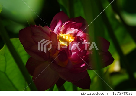 Summer: Pink and yellow lotus flowers bathed in light from the shade of their leaves 137578055