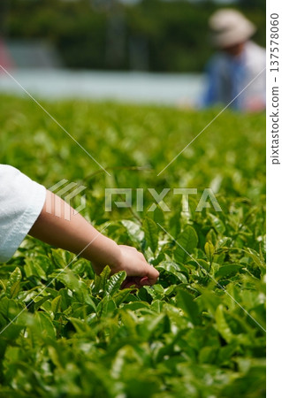 初夏時節，一位女孩在茶園採茶葉。 137578060