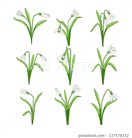 Snowdrop flowers blooming representing spring botanical elements Snowdrop flowers blooming representing spring botanical elements 137578152