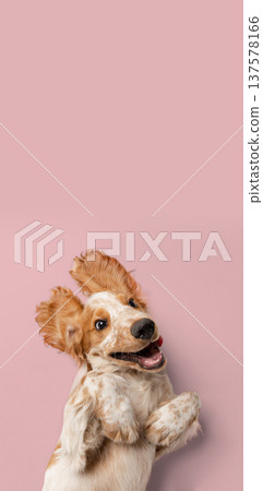 Brittany spaniel dog lying on back with playful happy expression on pink background Brittany spaniel dog lying on back with playful happy expression on pink background 137578166