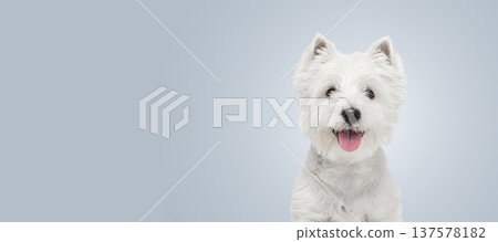 West highland white terrier portrait with happy expression and tongue out on gray background West highland white terrier portrait with happy expression and tongue out on gray background 137578182