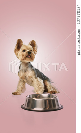 Yorkshire terrier sitting next to empty dog bowl waiting for food against pink backdrop 137578184