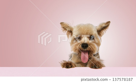Yorkshire terrier peeking over table with tongue out and funny wink expression on pink background 137578187