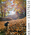 Autumn leaves and dogs 137578216