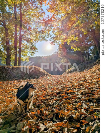 Autumn leaves and dogs 137578216