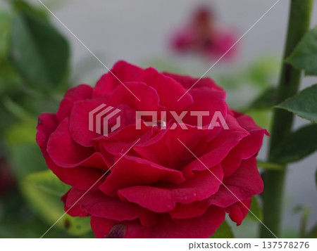 A single sparkling droplet of water on a red rose petal, photographed macro in a rose garden in Yamaguchi Prefecture 137578276