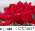 A single transparent droplet of water on a red rose petal, photographed macro in a rose garden in Yamaguchi Prefecture 137578957
