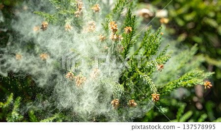 Cedar Pollen 137578995