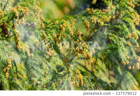 雪松花粉 雪松花粉 137579012