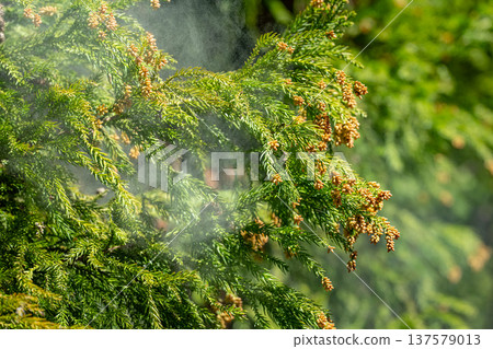 雪松花粉 雪松花粉 137579013