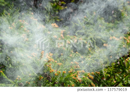 雪松花粉 137579019