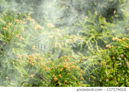 Cedar Pollen Cedar Pollen 137579020