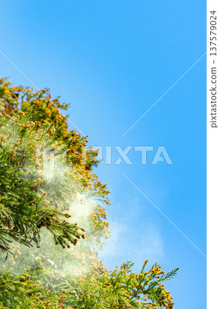 雪松花粉 雪松花粉 137579024