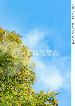 雪松花粉 雪松花粉 137579025