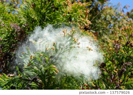 雪松花粉 雪松花粉 137579026