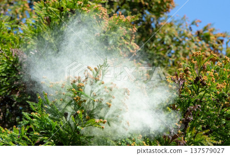 雪松花粉 雪松花粉 137579027