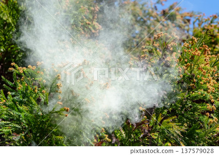 Cedar Pollen 137579028