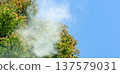 Cedar Pollen 137579031