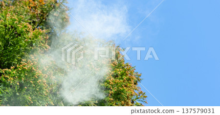 Cedar Pollen Cedar Pollen 137579031