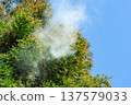Cedar Pollen 137579033