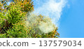 Cedar Pollen 137579034