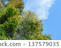 Cedar Pollen 137579035