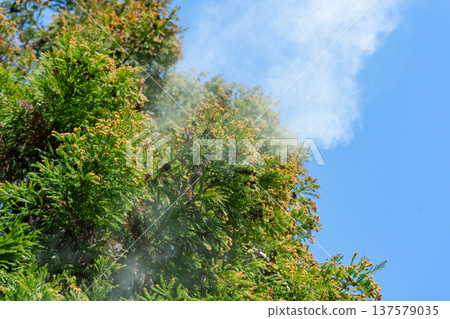 Cedar Pollen 137579035