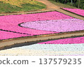 A field of moss phlox in full bloom 137579235